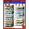 Fightertown 1/48 decals Extremely Adversarial. Douglas A-4E, A-4F, TA-4J Skyhawk, Lockheed-Martin F-16N, Northrop F-5E, F-5F