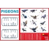 Maqueta Miniart 1/35 Pigeons (palomas)